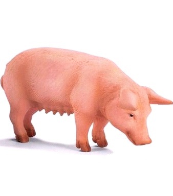 cochon
