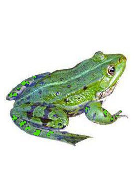 grenouille